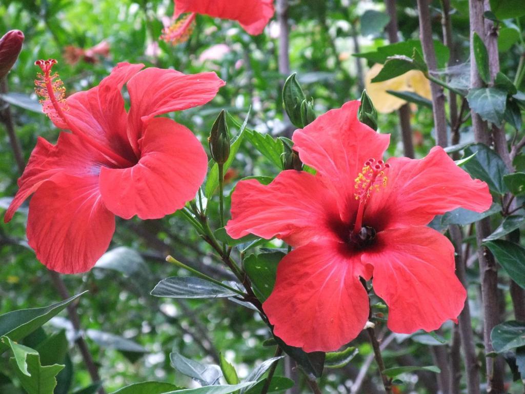 Paradise Garden Hotel Oludeniz Kültér fotó