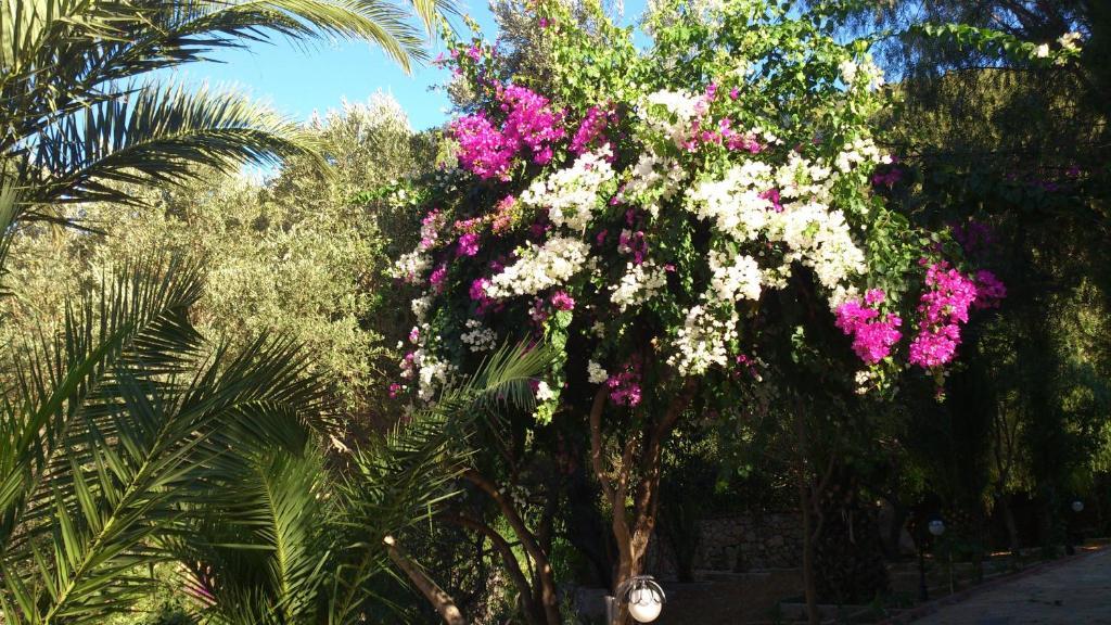 Paradise Garden Hotel Oludeniz Kültér fotó
